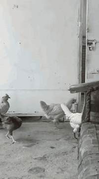 متاح دجاج عرب ديج و١١ دجاجه الوان حلوه ديج شمسي الدجاجات السلام عليكم ...