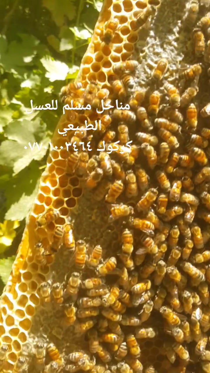 عسل طبيعي 
مناحل مسلم للعسل الطبيعي 
كركوك *********** #عسل_طبيعي #تربية_النحل #غذاء_ملكي #خلايا_نحل

