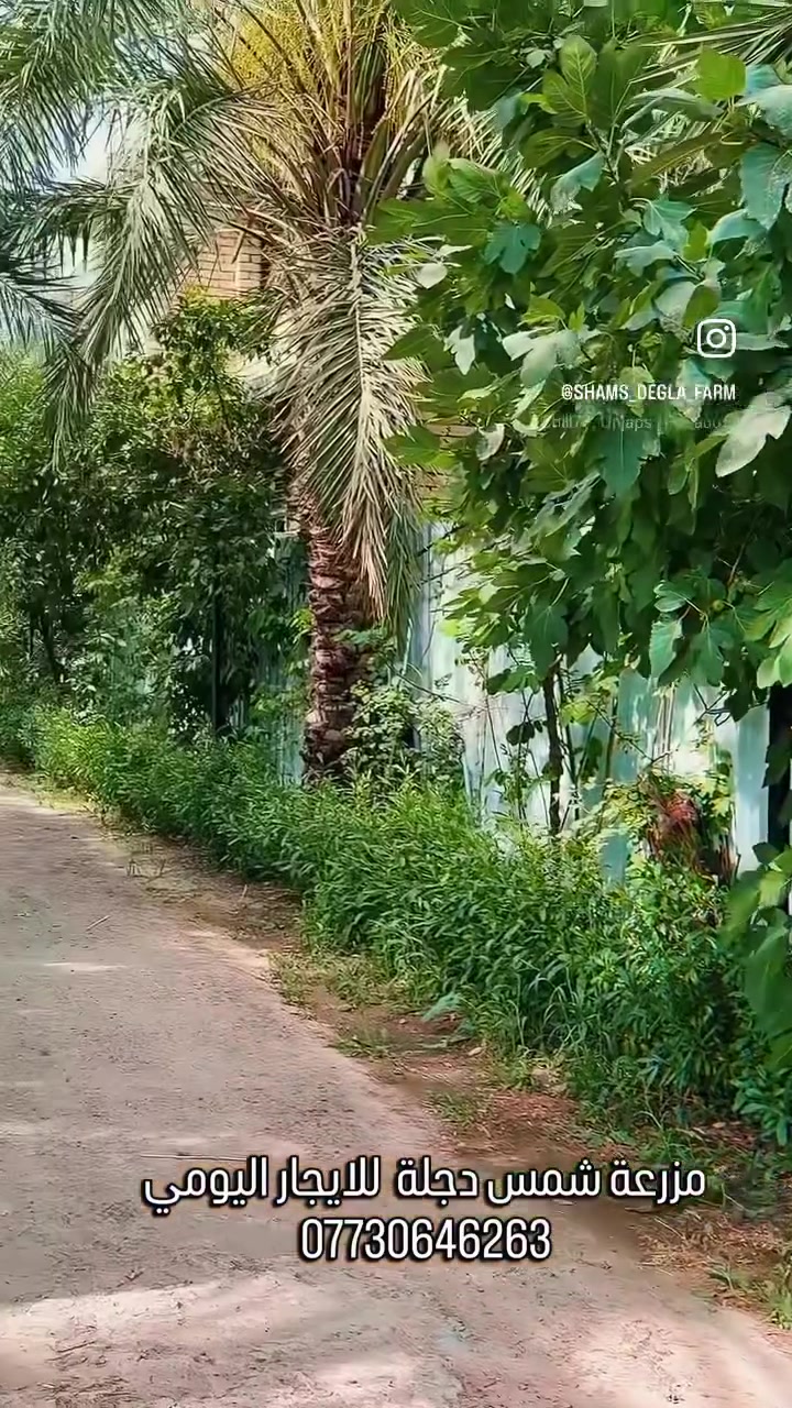 مزرعة شمس دجلة(شاطية) للايجار اليوم بغداد الزعفرانية ***********
