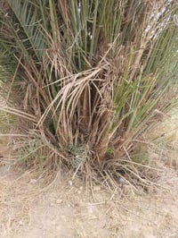 فسايل للبيع للاستفسار اتصل07812687340ابو عبدالملك