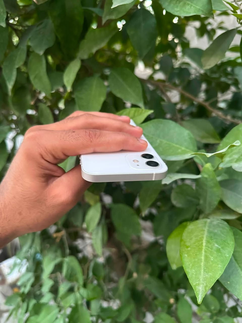 سلام عليكم
iPhone 12
لون الابيض المميز 🤍
نموذج m
ذاكرة 64
بطارية 76‎%‎ ميصرف شحن ابد 
نضافة 100‎%‎ شخط مبي الجهاز 
وتر بروف ممفتوح ولاداخل تصليح 
وين متريد افحص 
كلشي شغال بي مبي اي نقص 
فيس ايدي ✅ سماعات✅ كامرات✅ شبكه الاتصال✅ شبكه الانترنت✅ 
جاهز من اي نقص 
الجهاز حيل نضيف مراح تلكه بنضافته 
مكاني بغداد حي الاعلام 
*********** موجود واتساب 

اسف عل اطاله🤍
