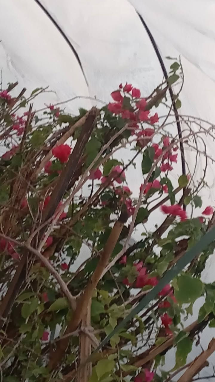 سلام عليكم يتوفر لدينا تفاح مشمش رمان تين عنب تكي نوعيتين نبك ثيل صفصاف وأنواع اخرا بسعار مناسبه جدا العنوان الحمزه الشرقي بشبلاويات يم معمل السكر عمود 272 زورونا ***********
