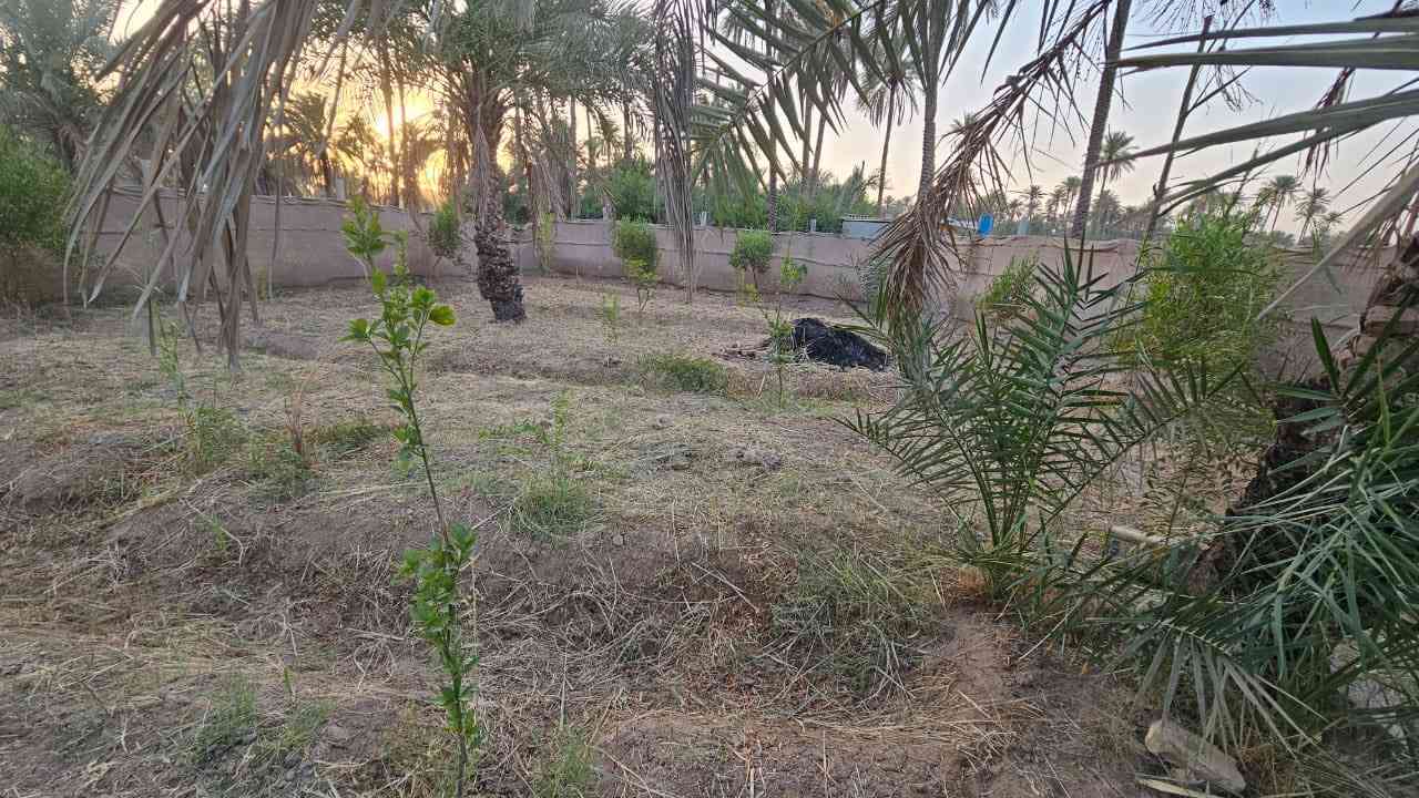 قطعه ارض مزروعه طابو زراعي مساحة 600 متر واجه 27 بساتين بهرز قرب ابو علون على الشارع العام خدمات شارع صب وكامله للستفسار ***********
