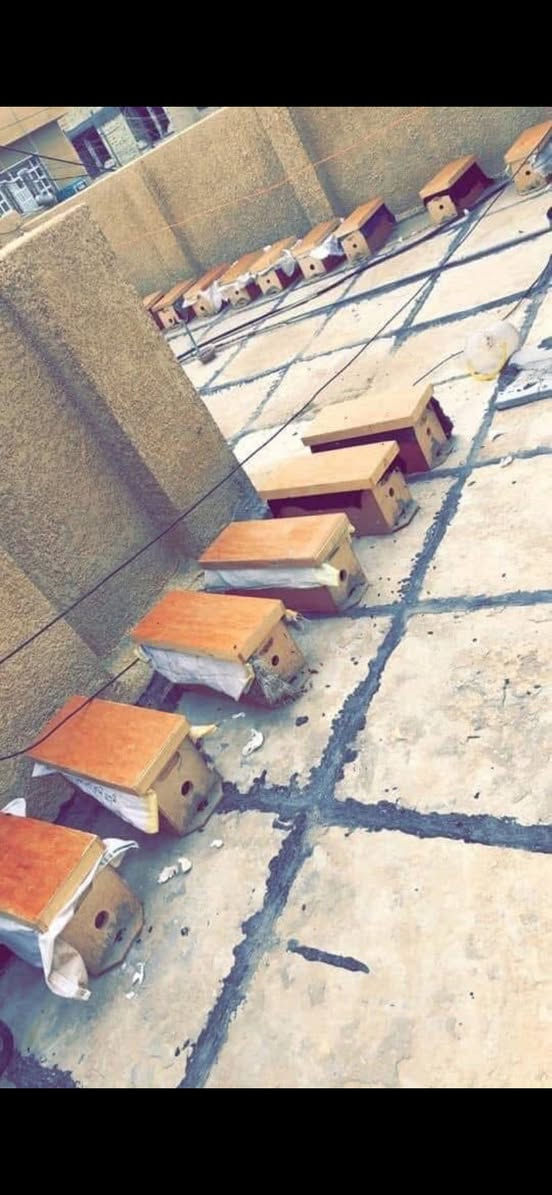 سلام عليكم متوفر طرود  خمسه اطار ٣ حضنه 
 متوفر فرع بابل    سعر الطرد ١٢٥ الف


**إذا كنت صاحب هذا الإعلان وتريد حذفه لأي سبب، رجاءا أرسل رسالة إلى الدعم الفني**