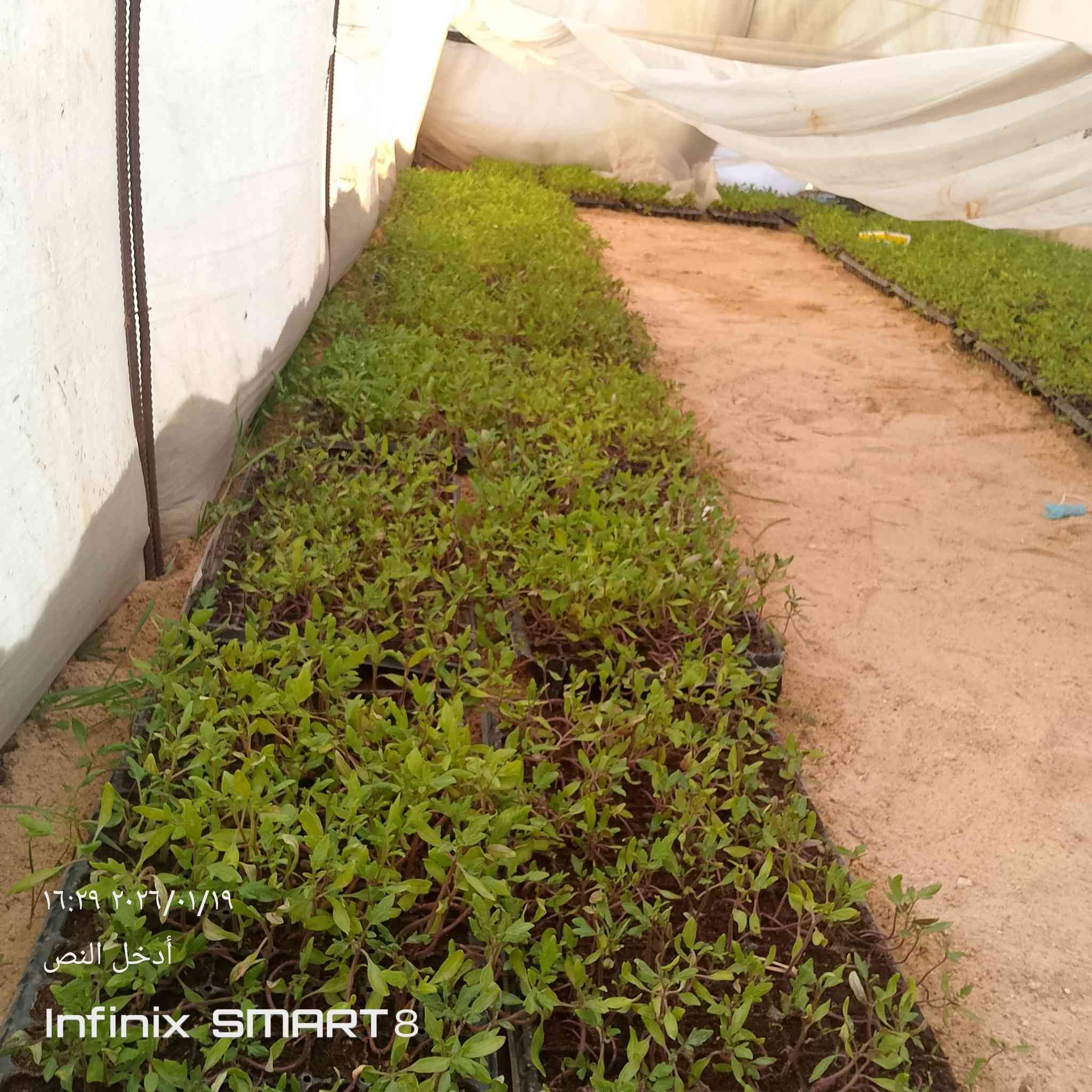 سلام عليكم دايه 🍅طماطه مقاوم للبيع ‏‪***********‬‏
