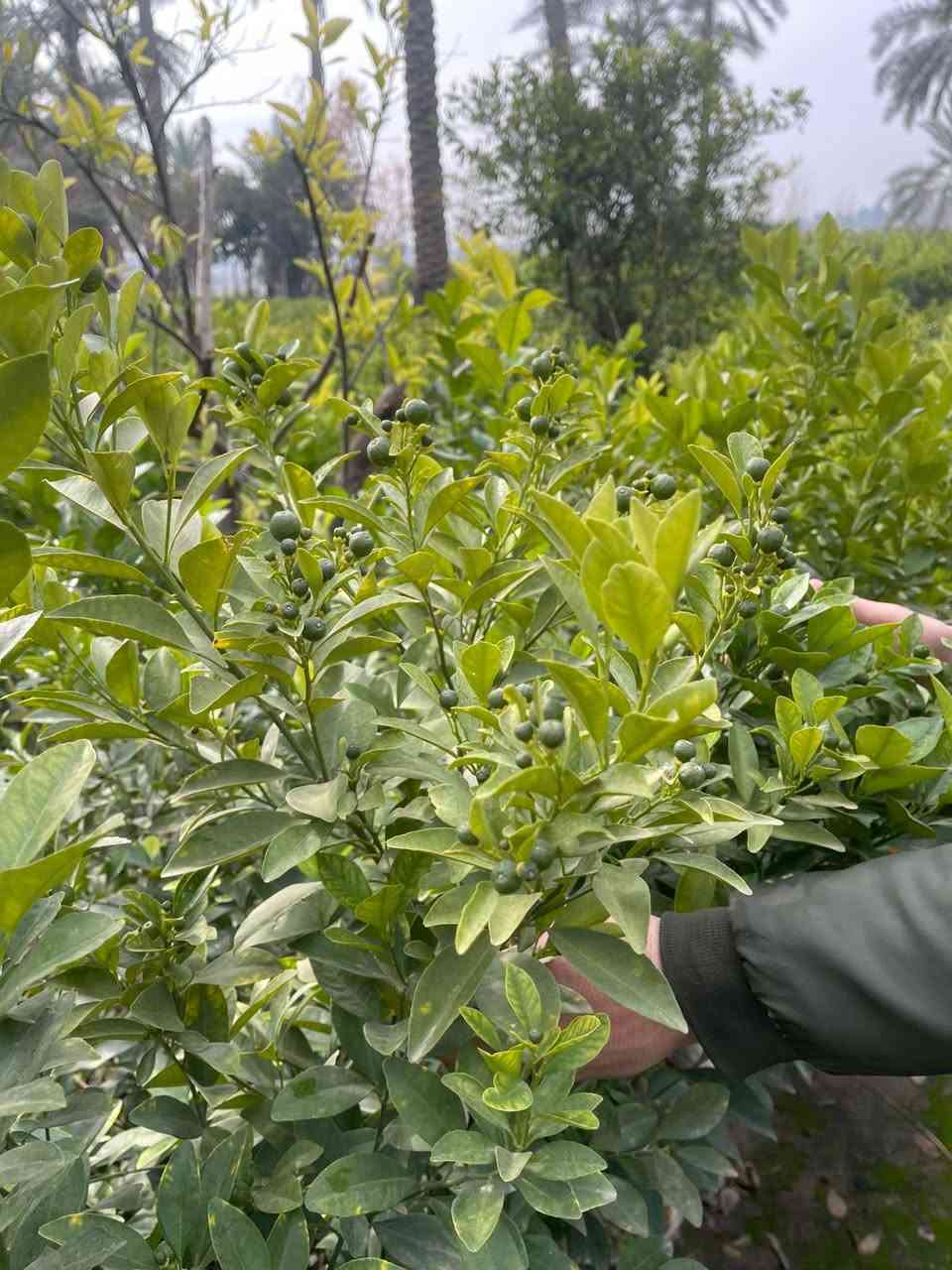 لالنكي صيني خشن سندان 24 يتوفر جمله ومفرد يوجد توصيل داخل بغداد لطلب والاستفسار المراسلة خاص


**إذا كنت صاحب هذا الإعلان وتريد حذفه لأي سبب، رجاءا أرسل رسالة إلى الدعم الفني**