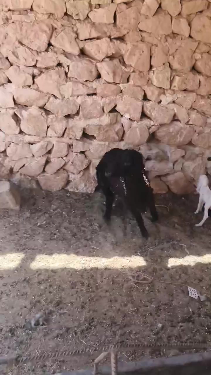 متاح فطيمه بنت لعام غره سود وين عشاق غره حشنه وشكه طويله وسمن شرط نصاح شتريد ترهم حلوه حلال رقم واحد نضيف حلوه سعر خاص مكان بروانه سنجك يوجد توصيل حسب لاتفاق ***********
