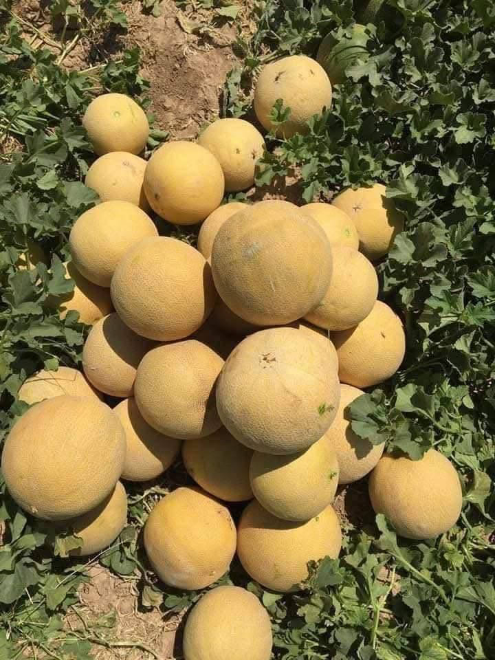 من الصورة يظهر أن المنتج هو FADO F1 من شركة Fitó (Semillas Fitó)، وهو بذور شمام (Melon) هجين F1.

النوع

* الاسم: FADO F1.
* المحصول: شمام هجين (Melon Hybrid F1).
* الشركة المنتجة: Semillas Fitó (إسبانيا).
* العبوة: 1000 بذرة.

الاستخدام

* يزرع لإنتاج الشمام الطازج.
* مناسب للزراعة المكشوفة، ويمكن زراعته أيضًا تحت الأنفاق البلاستيكية حسب المنطقة.
* يتميز بجودة الثمار وتحملها للنقل والتسويق.

مواصفات الثمار

* شكل الثمرة مستدير إلى بيضاوي.
* القشرة شبكية ذهبية.
* اللب أبيض مائل إلى الأخضر الفاتح.
* طعم حلو ورائحة جيدة عند اكتمال النضج.
* يتحمل النقل والتخزين بشكل جيد.

طريقة الزراعة

* عمق الزراعة: 2–3 سم.
* المسافة بين النباتات: 50–70 سم.
* المسافة بين الخطوط: 2–2.5 متر.
* يفضل الري بالتنقيط مع تسميد متوازن وزيادة البوتاسيوم أثناء عقد الثمار.

الإنتاج

بحسب العناية والظروف الزراعية:

* وزن الثمرة: حوالي 2–4 كغم.
* عدد الثمار للنبات: 3–5 ثمار في المتوسط.
* إنتاج الدونم: يتراوح غالبًا بين 4–8 أطنان، وقد يزيد مع الإدارة الزراعية الممتازة


**إذا كنت صاحب هذا الإعلان وتريد حذفه لأي سبب، رجاءا أرسل رسالة إلى الدعم الفني**