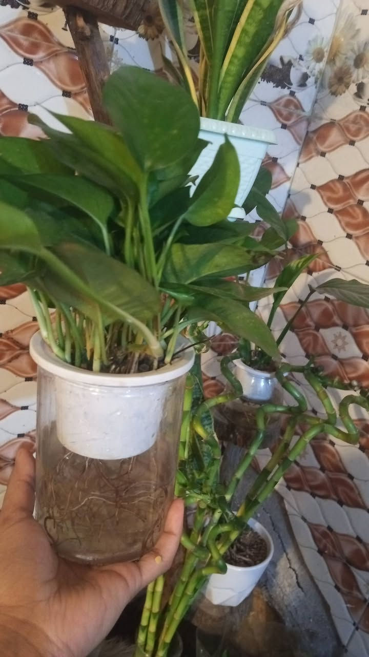 توفر نباتات ضلية حبايبي
الحجز والاستفسار مراسلة ع الخاص 🌾🌾


**إذا كنت صاحب هذا الإعلان وتريد حذفه لأي سبب، رجاءا أرسل رسالة إلى الدعم الفني**