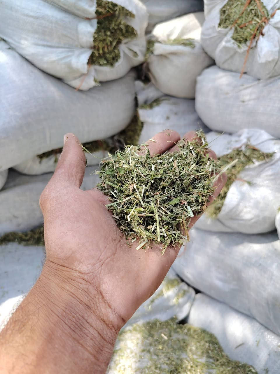 السلام عليكم يوجد تبن جت مال سنه حصد جديد  درجه اولى مكاني بابل الحمزه الغربي ***********
