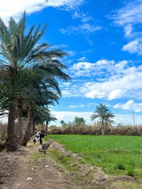 اخون انصحكم بهاي يعني مزروعة وجبهتة 50×50 وسعرة 28مليون موقعة جدأ مرتب...