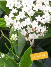 شجرة البيلسان  - وصفه: نبات شجري من فصيلة البيلسانيات، يصل ارتفاع الشج...