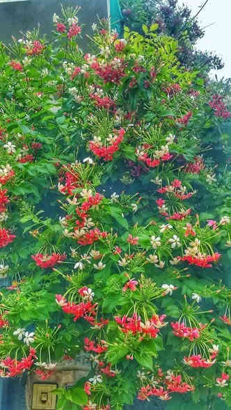 من لم يزرعه في حديقته فحديقته ناقصة 

الياسمين الهندي ..  نبات متسلق جميل جداً 
سريع التكاثر وسريع جداً في النمو 
 يتسلق أي شيء في طريق نموه 
 أسوار أشجار أي مكان ! 
يتميز برائحته العطرة جدا التي تفوح في ساعات المساء ورائحته باردة رائعة أشبه بالفل .. يحمل أزهاراً تمر بثلاثة الوان في مجماميع تكون على هيئة قطوف

قيااس النباات   2   ـم  و 
االسعر  17  االف

للطلب عبر واتس اب ***********

نباتات  داخلية   خارجية  صباريات     
ادوات زراعية  جميع  انواع التربة   اكسسوارات نباتية هدايا  و جميع انواع السنادين  
لمعرفة المزيد يمكنك  ارسال  رسالة  ع الخاص  📨
