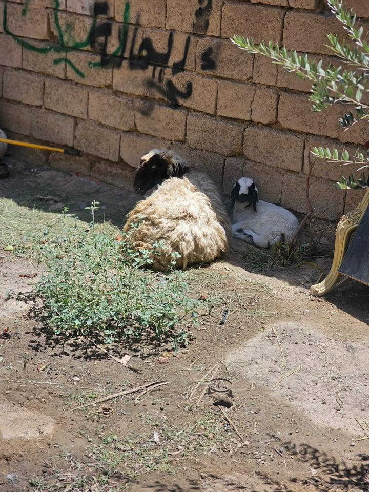 حلال نثيه وفحل ومايه وبنتهه صحه فول تريد كلهن تريد بس واحد شرط لصحه مع لعلم بلصور ممبينات بلحقيقه سمان مكاني كربلاء حي لنصر اتصل وتدلل
***********

