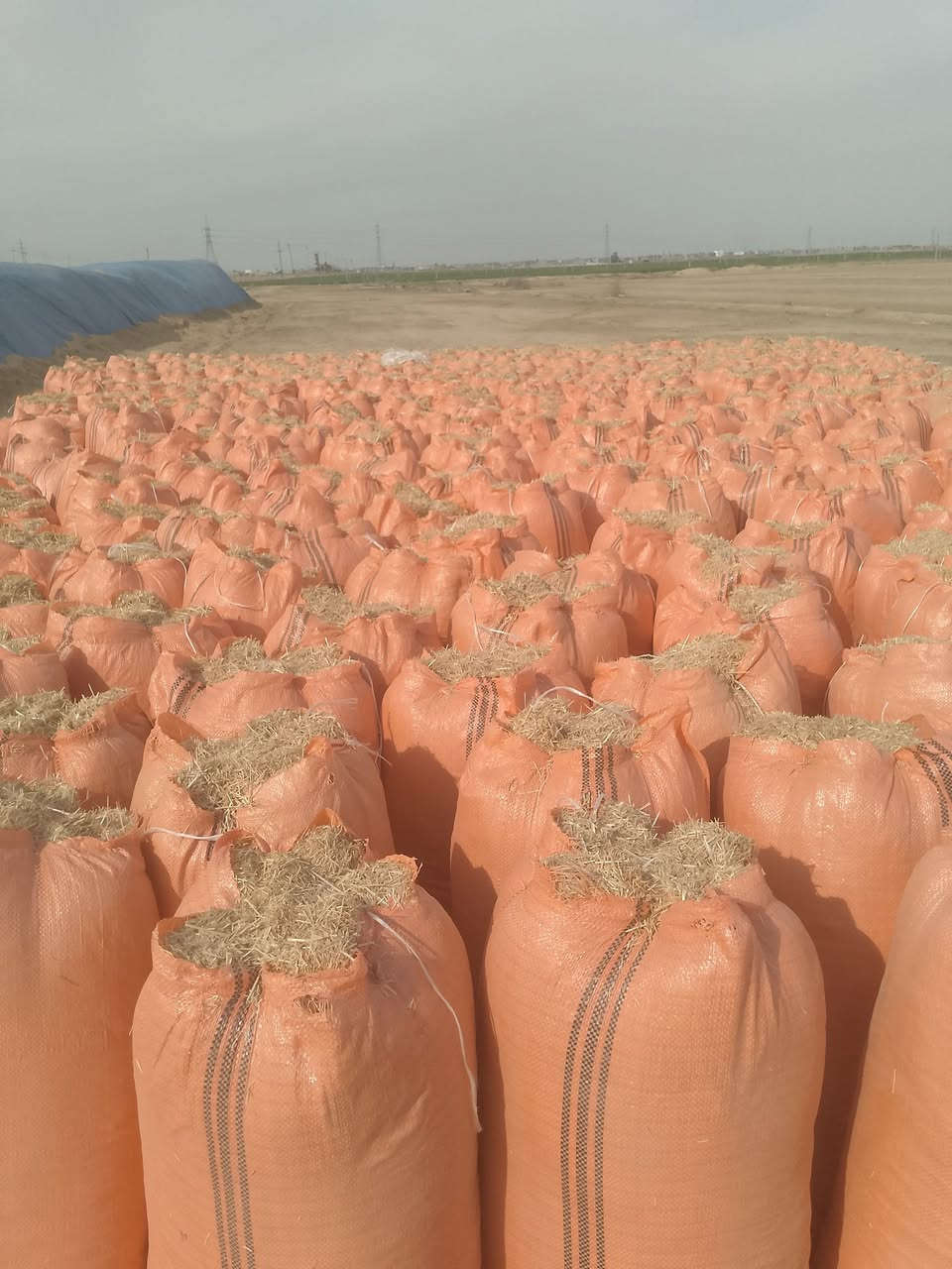 السلام عليكم عندي تبن للبيع قضاء سامراء الزوج ثلاثه واللي يريد يتصل على الرقم ***********
