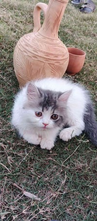 للبيع الاتصال على رقم 07812691666
