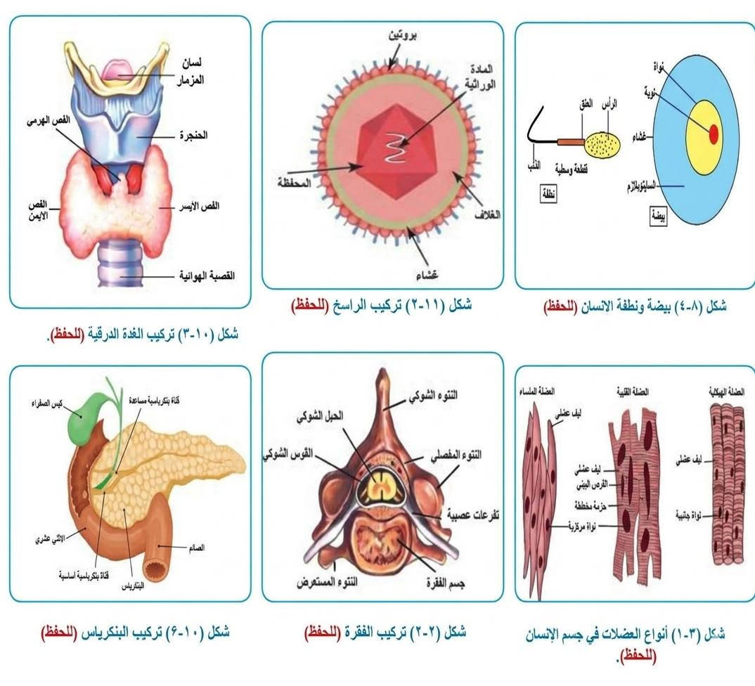 طلاب الثالث متوسط 
تضمن اكثر من 1️⃣5️⃣  اربع صفحات رسوم الاحياء☑️


**إذا كنت صاحب هذا الإعلان وتريد حذفه لأي سبب، رجاءا أرسل رسالة إلى الدعم الفني**