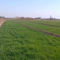 اليوسفية بغداد • ٢ دونم • طابو زراعي