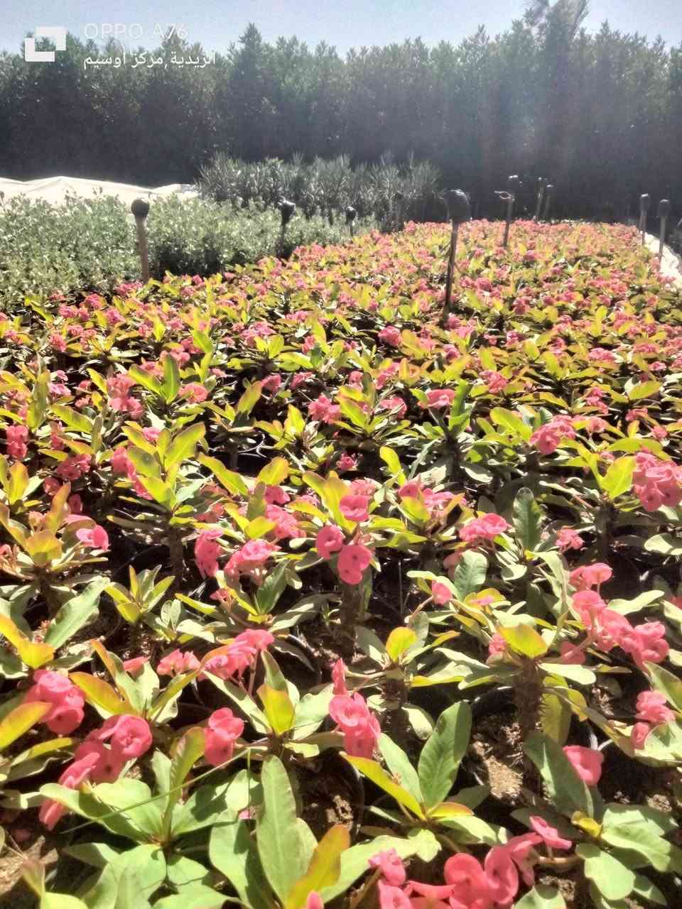 اوفربيا سوداني في قصاري 16 ارتفاع 20 سم زرع خشن سعر مناسب للتواصل 01010253908


**إذا كنت صاحب هذا الإعلان وتريد حذفه لأي سبب، رجاءا أرسل رسالة إلى الدعم الفني**