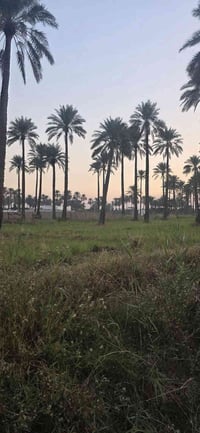 ارض للبيع المساحة نصف دونم واجهة ٢٥ نزال ٥٠ المدائن منطقة الجعارة يبعد...