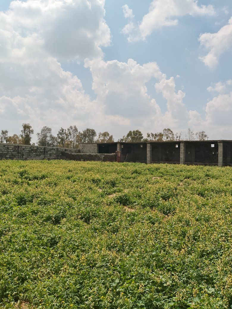 مزرعة للبيع زراعي مساحة اكثر من ٣ دوانم في كركوك طريق ليلان خلف معمل غاز جوه مسافه بيها بيت صغير مع خضيره خاصه لتربيه عجول وبئر ماء وكهرباء وطني مزرعه مسيجه سعره ٣٥ مليون بيها مجال للمزيد من المعلومات اتصال على رقم مبايل *********** او زياره موقع مكتب في كركوك حي عسكري مقابل بنزين خانه جهان
