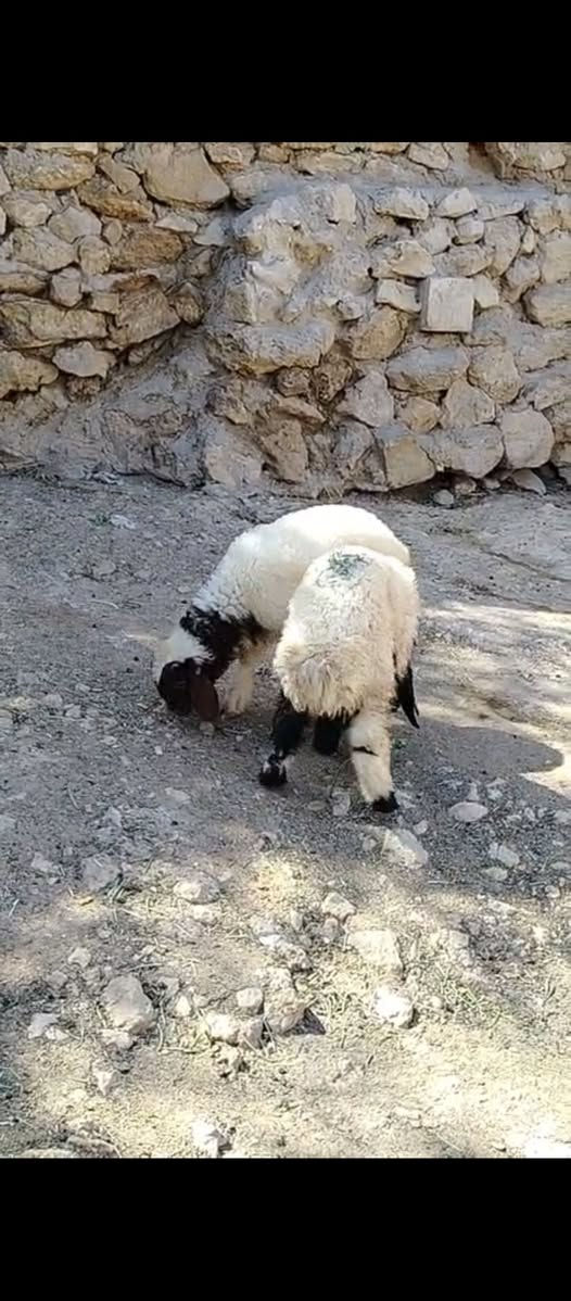 السلام عليكم متاح توم طلي وفطيمه مالات ربط شرط النصاح معالفات سعرهن ٣٦٠ العنوان حديثه حقلانيه للاستفسار الاتصال على الرقم *********** يوجد توصيل حسب الاتفاق
