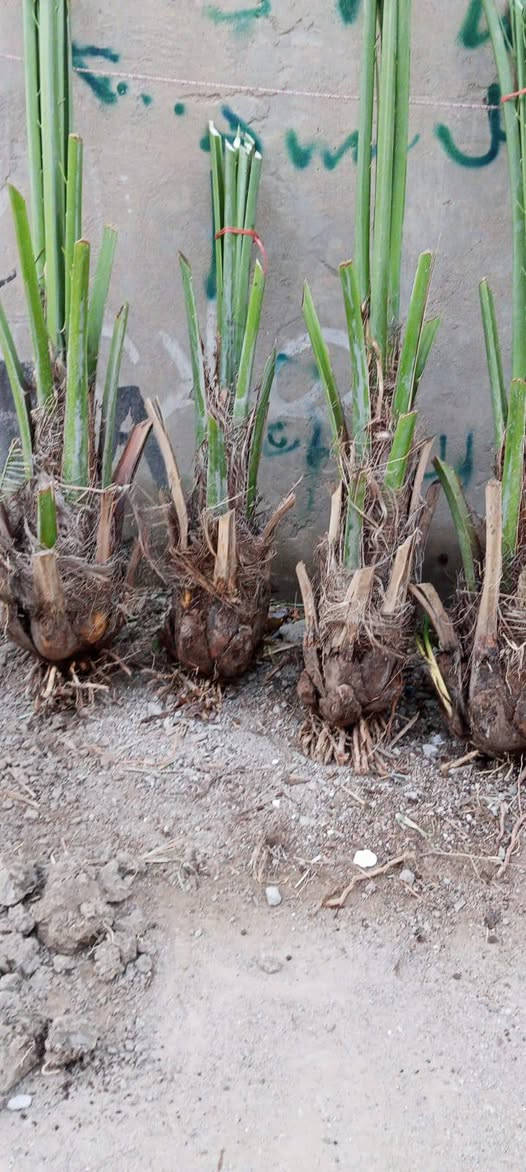 سلام عليكم يتوفر افراخ برحي حر تجي تختار بكيفك قلع بحضور لمشتري مكان ابو لخصيب  *********** ,,,***********
