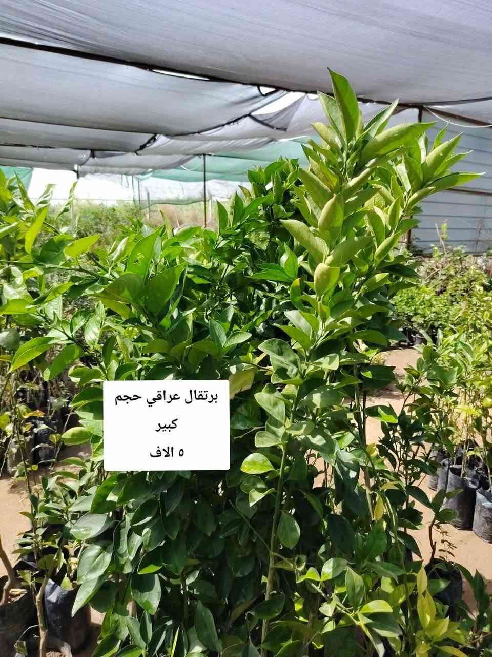 اللهم صلي على محمد وآل محمد
مشتل نعناعه الرفاعي الصوب الاول مجاور جسر المشاة بتجاه السايلو مقابل مدرسة الرقيم الاهليه ***********
