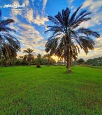 دونم زراعي • شط العرب • ماي وكهرباء