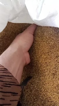 بذور جت • السماوة • درجة اولى