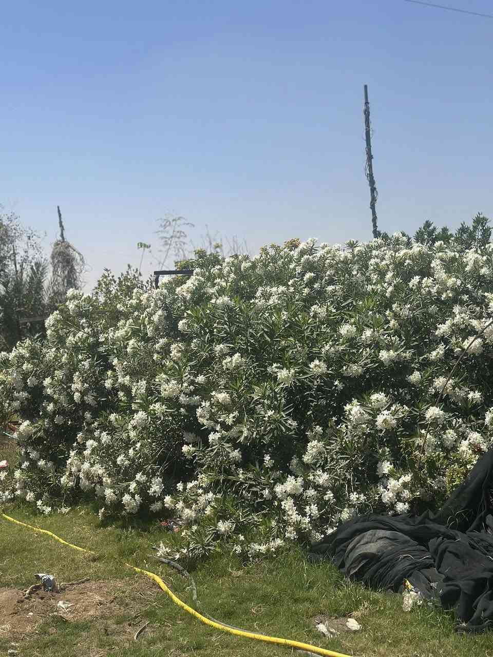 مزرعه تجاريه عله شارع كربلاء عمود ١٧٦ ركن مروس اوللبيع مسیجه بل کامل معه بيت مساحه ٣٥٠ خط ماء كهرباء کافه الخدمات موقع مميز عله شارع . سعر مناسب شراي *********** يتصل ويدلل

أ

إضافة
