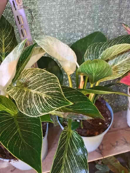 🥀🥀🥀🥀🥀مشتل الجمعيه 🥀🥀🥀
يتوفر لدينا مجموعه انواع من الظليات الداخلية
بتموس هولندي..قاروره..سندان فخار وسيراميك
الدجيل الجمعيه خلف الدفاع المدني 💯 
للاستفسار *********** واتساب مازنجر 
توجد لدينا خدمه توصيل داخل الدجيل 💯
