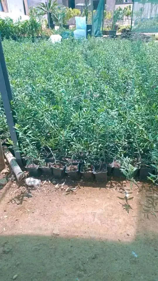 🌸نعلن بدء موسم الحجز على غراس الزيتون
التسليم ١٥ /١١ 
💮زيتون قزمي أنسجة مستورد
اربيكانا اسباني 
كورناكي يوناني 
العمر سنة
التسليم نفس الصورة تماما
نسبة الزيت 35ل40%
مكفول بجميع الطرق
الكفالة عقد محكمة
كفالة وجود كيس قطني عند الجذور
البيع جملة فقط
للتواصل واتس 0994871517


**إذا كنت صاحب هذا الإعلان وتريد حذفه لأي سبب، رجاءا أرسل رسالة إلى الدعم الفني**