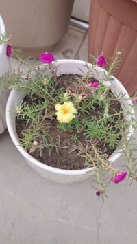 دار للبيع مساحه 100 الواجهه 5×20 مساحه البناء الطابق الارضي غرفه م 5×4...