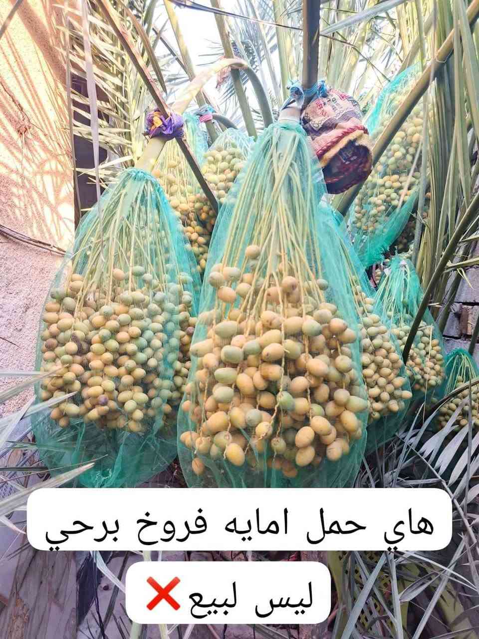 سلام عليكم يوجد لدينا فروخ برحي حر لبيع عنوان البصره قضاء المدينه ناحيه هوير لتواصل*********** تاريخ النشر 2025/7/29 وبيهن مجال المدينة, البصرة
