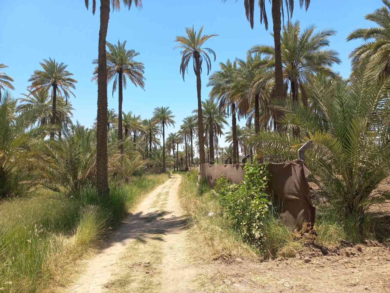 مرحبا بالكرام / عدد الدونمات ١٤ دونم الواجه ١٠٠م على بزل. رئيسي وليس فرعي الارض متروكه طابو ٢٥ تحويل فورا تتوفر جميع الخدمات البعد من مركز كربلاء ١٠ -١٢ كم السعر ٥٥ للدونم مجال ومداوله (***********)
