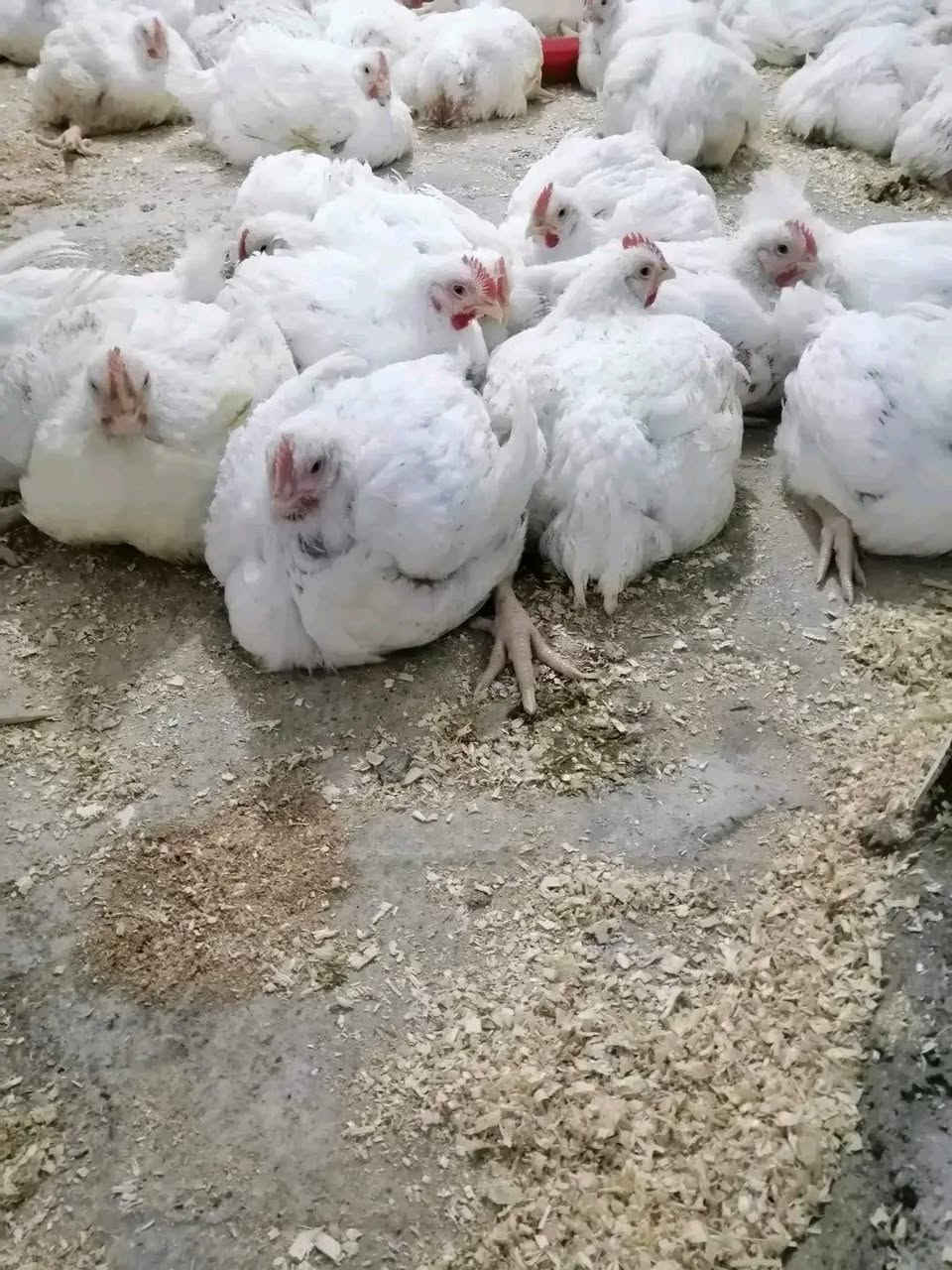 بسم الله الرحمن الرحيم
اسلام عليكم ورحمة الله وبركاته

تم وصول وجبة جديدة من الدجاج الحي

المحلي وليس الشمالي

بجميع الاوزان.    من٢٠٠٠كيلو  الىى٣٥٠٠كيلو غرام👌

سعر الكيلو ب ٣٥٠٠ 👉👉👉👉
سمط و تنضيف درجة اولى والحمد لله👍

المكان قرب سيطرة الكبان👉👉👉

مكتب ايمن لبيع الدجاج👌

ومستعدون لتجهيز كافة المناسبات 👍

الهاتف.... ***********
               ***********
بأدارة ايمن 👉🌹🎉👌.        

لايوجد فرع ثاني لا داخل ولا خارج
 المنطقة
سوى مكتب ايمن لبيع الدجاج👉👉👉

اهلاََ و سهلاََ بالجميع ❤️🌹😊بسم الله الرحمن الرحيم
اسلام عليكم ورحمة الله وبركاته

تم وصول وجبة جديدة من الدجاج الحي

المحلي وليس الشمالي

بجميع الاوزان.    من٢٠٠٠كيلو  الىى٣٥٠٠كيلو غرام👌

سعر الكيلو ب ٣٥٠٠ 👉👉👉👉
سمط و تنضيف درجة اولى والحمد لله👍

المكان قرب سيطرة الكبان👉👉👉

مكتب ايمن لبيع الدجاج👌

ومستعدون لتجهيز كافة المناسبات 👍

الهاتف.... ***********
               ***********
بأدارة ايمن 👉🌹🎉👌.        

لايوجد فرع ثاني لا داخل ولا خارج
 المنطقة
سوى مكتب ايمن لبيع الدجاج👉👉👉

اهلاََ و سهلاََ بالجميع ❤️🌹😊
