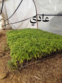 شتل • مقاوم • مايكوري