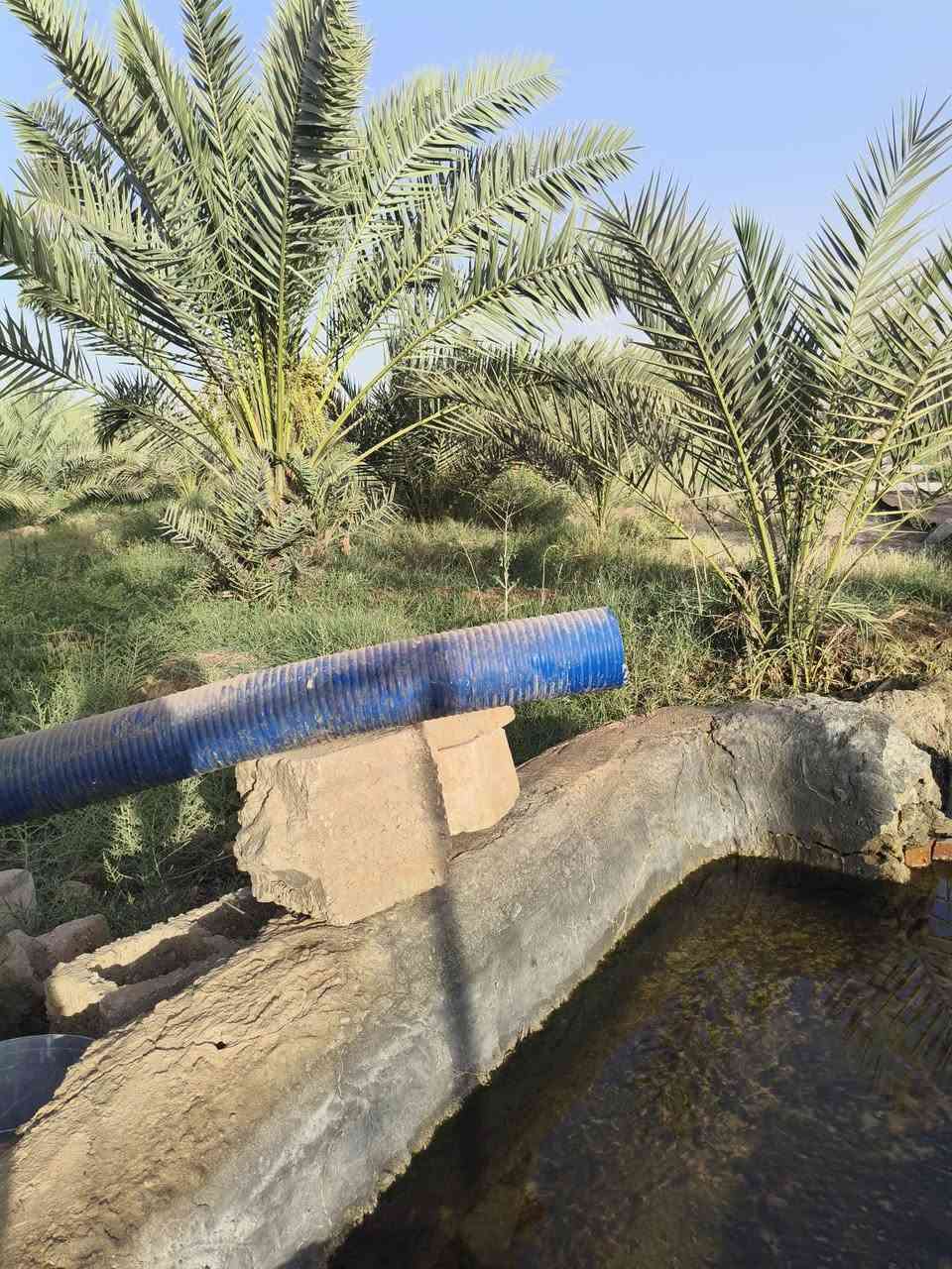 سلام عليكم مزرعه المساحه نصف دونم عقد زراعي تحتوي على 50نخله متنوعه وتحتوي على ماطور وبئر  المكان  صخير تبعد عن الشارع العام 700م قرب جسر المشات الاستفسار على الرقم ***********

