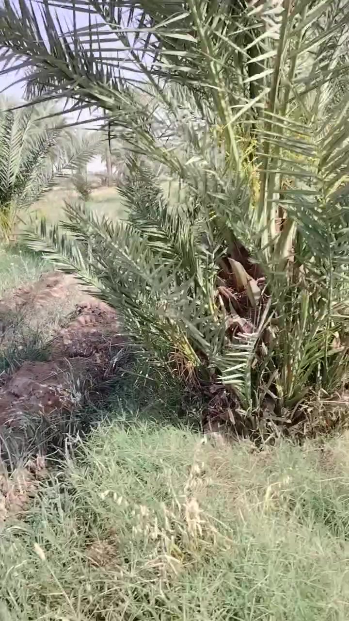 متوفر فسائل نيرسي حر حجم الثمر كبير
امهاتهن حمالات كلهن تجي للبيت تشلع بيدك
العنوان بابل الكفل سعر الفسيله 10 مفرد واذا جمله كلهن بيهن مجال
***********

