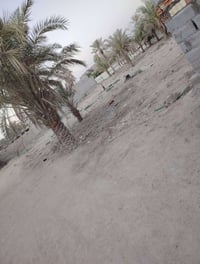 أرض • ٢٠٠٠م • البهادريه