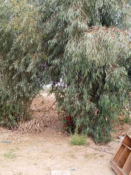 13دونم تحويل عقد بسمك مباشر ديالى خان بني سعد حي علي الهادي سعر دونم 14مليون مسيجةPRC بيهة ماطور هندي ابار عدد2مي حلو +مي ارواء رشن بيهنة نخل مسيجة قلم طوز***********
