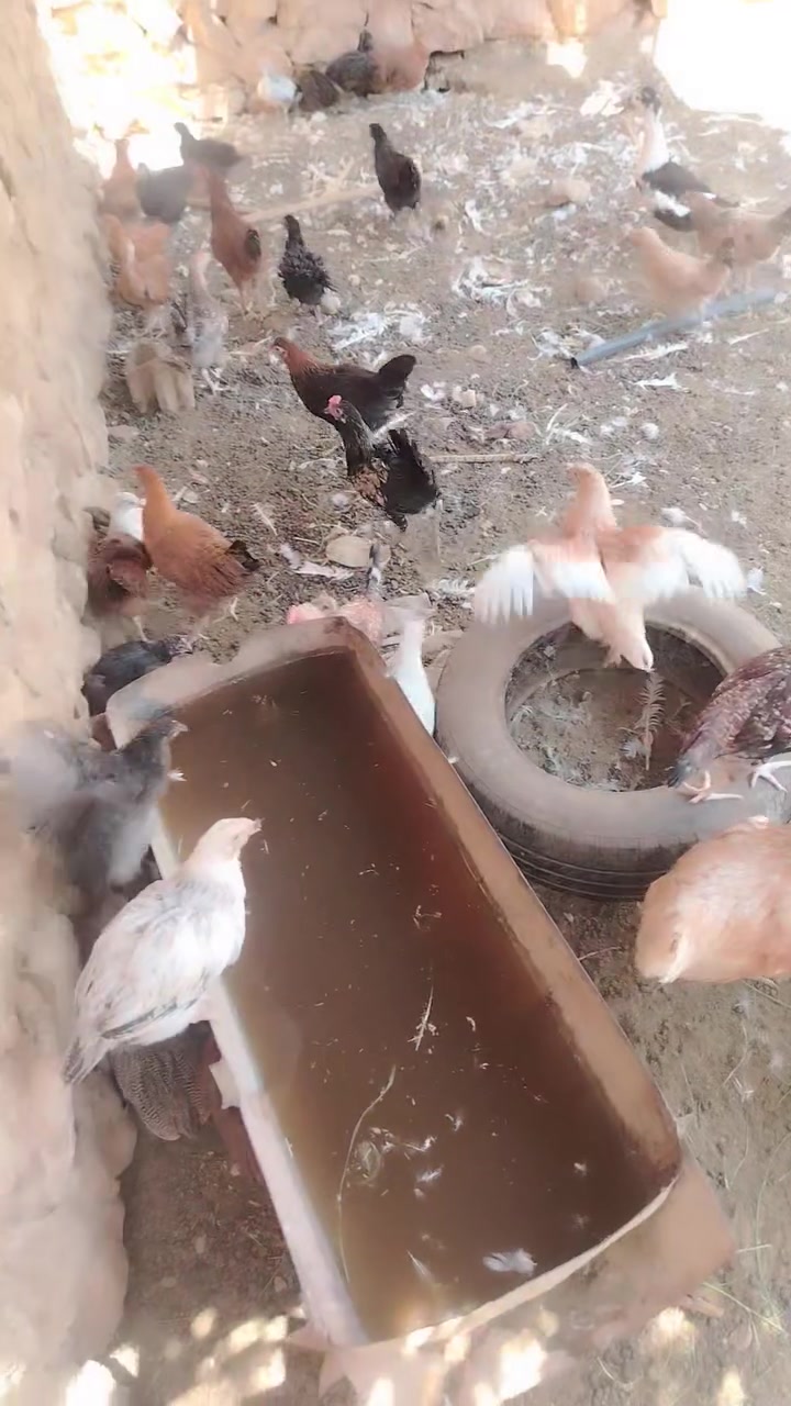 السلام عليكم
فراريج عرب العمر تقريباً 3 أشهر الزوج ب14
المكان البحيات
***********
