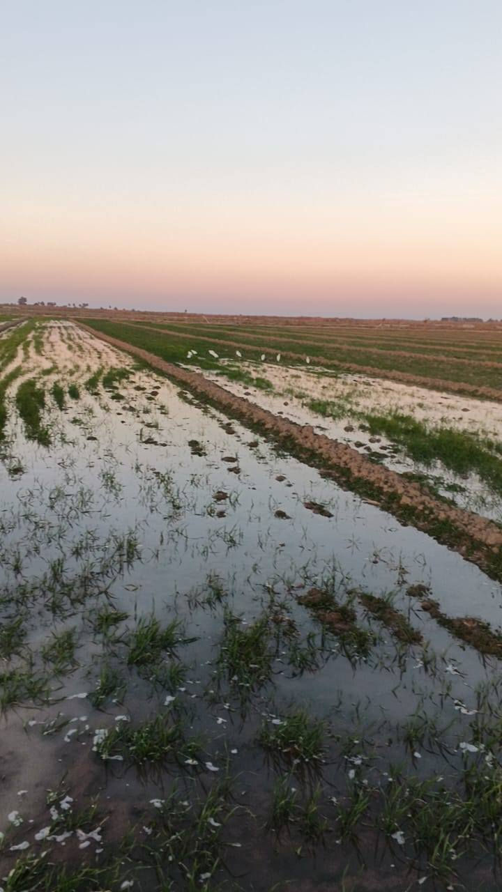 ارض زراعيه طابو في منطقه الزيدان منطقه المحمودي 3دونم سعر الدونم 33...ارض زراعيه مخدومه وحلوه مسيجه فتح بيان ثاني يوم للاستفسار واتساب ***********
