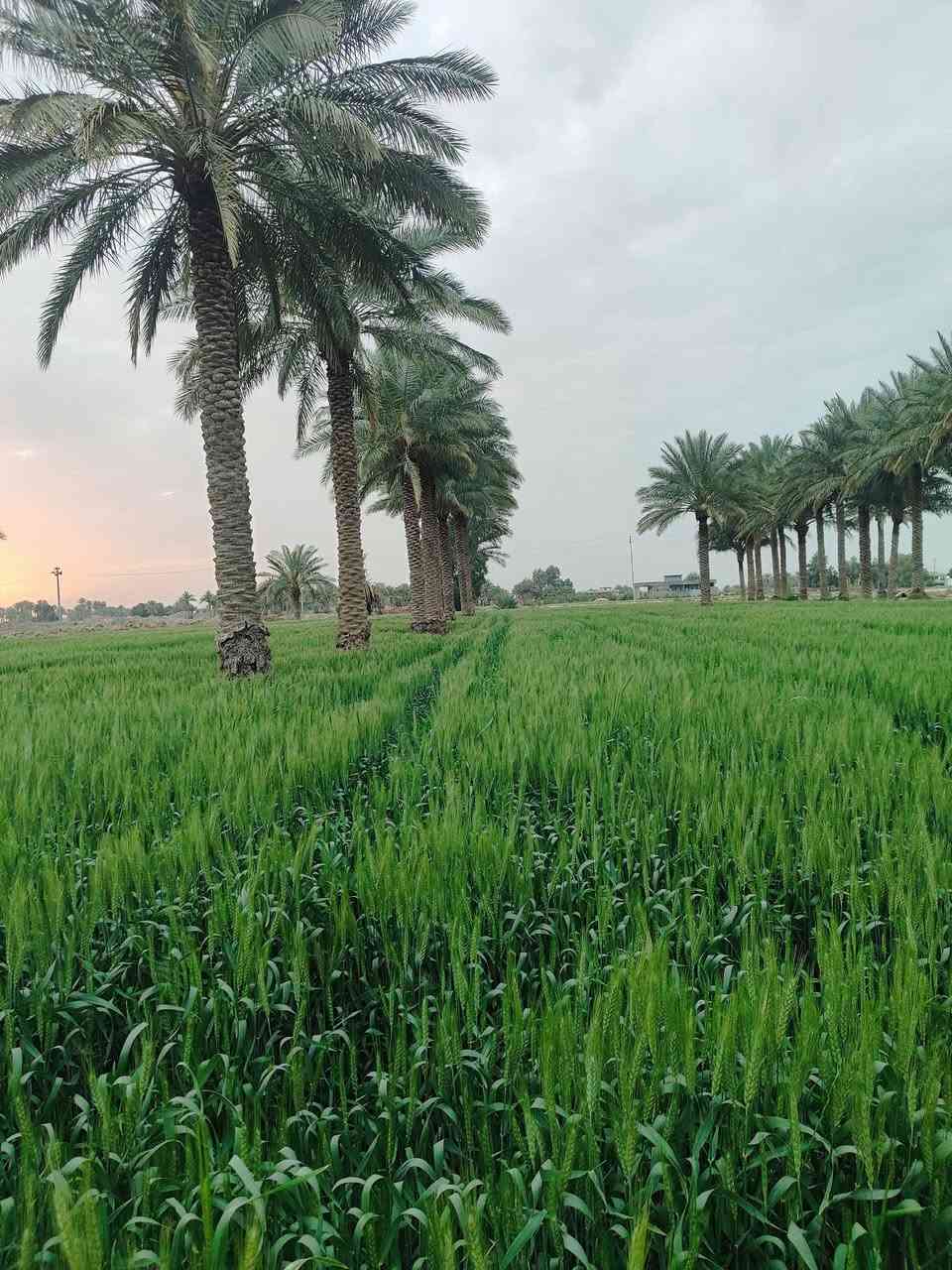 أرض زراعية للبيع المساحه 23دونم تبعد عن الشارع العام 300متر
مع مجمع ماي تبليط فرعي يوجد 3بيوت مع بستان في ناحية الشوملي في محافظة بابل 
الاستفسار ع هذا الرقم ***********
