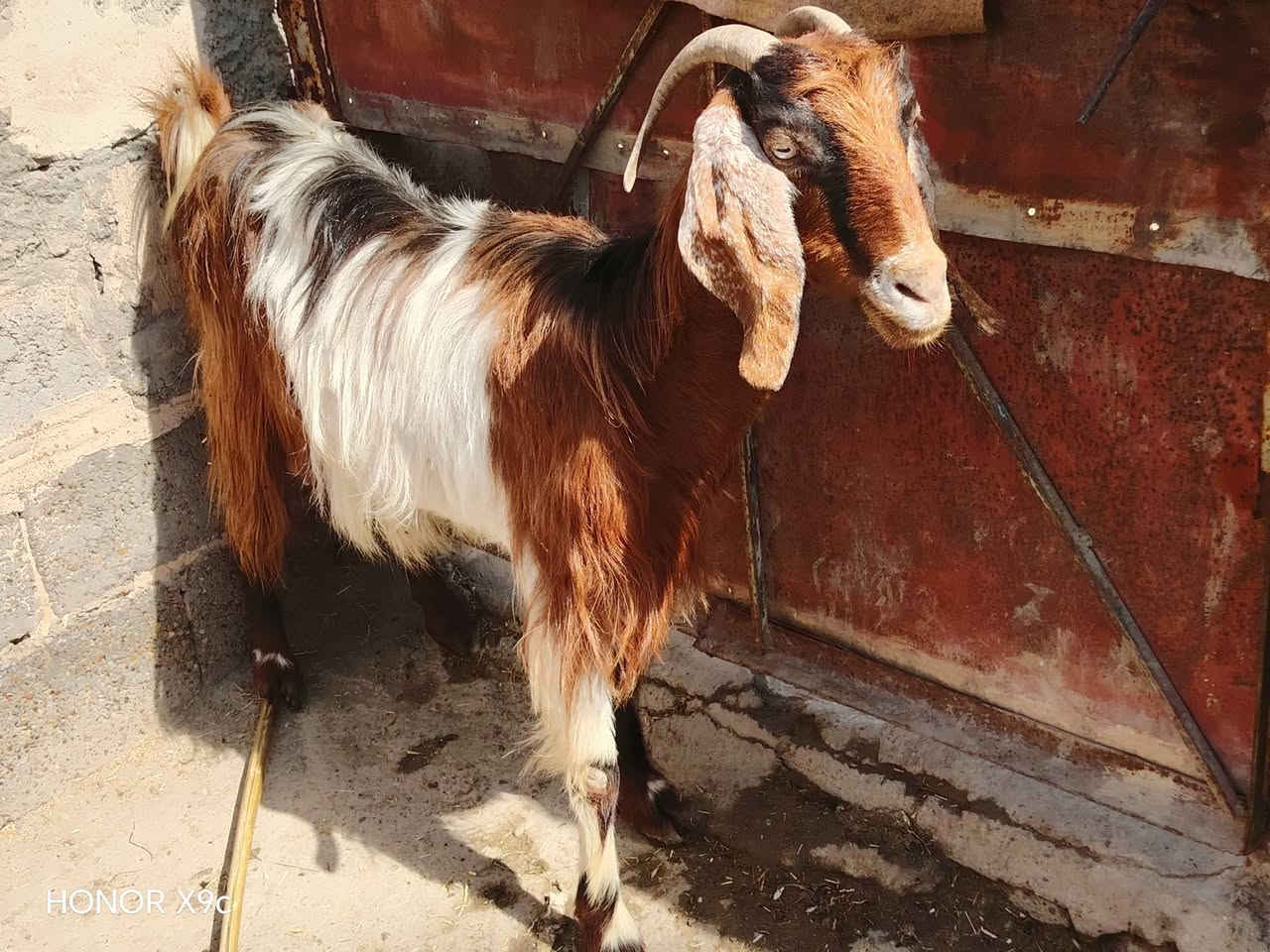 صخول للبيع ٤عشر وحده ورآها فحل ومعشره خير من الله صخول ناصحات وعلا كل عيب  سن وشطر وذراع وبيع شرع ومفرد مكاني بغداد التاجي السعر بل خاص والاستفسار تصل ***********
