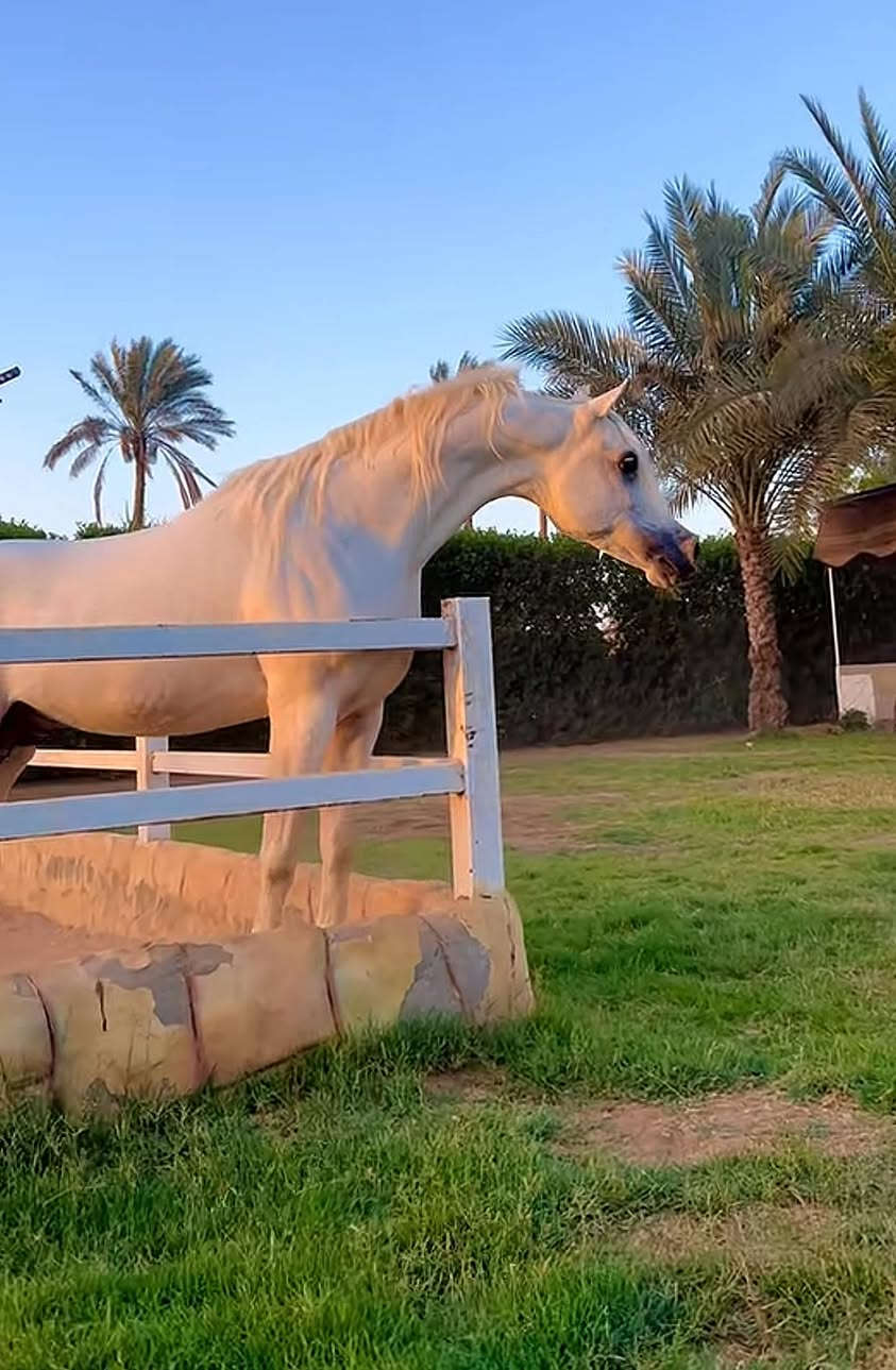 مزرعة للايجار فيها جميع الحيوانات تقريبًا واسطبل خيل


**إذا كنت صاحب هذا الإعلان وتريد حذفه لأي سبب، رجاءا أرسل رسالة إلى الدعم الفني**