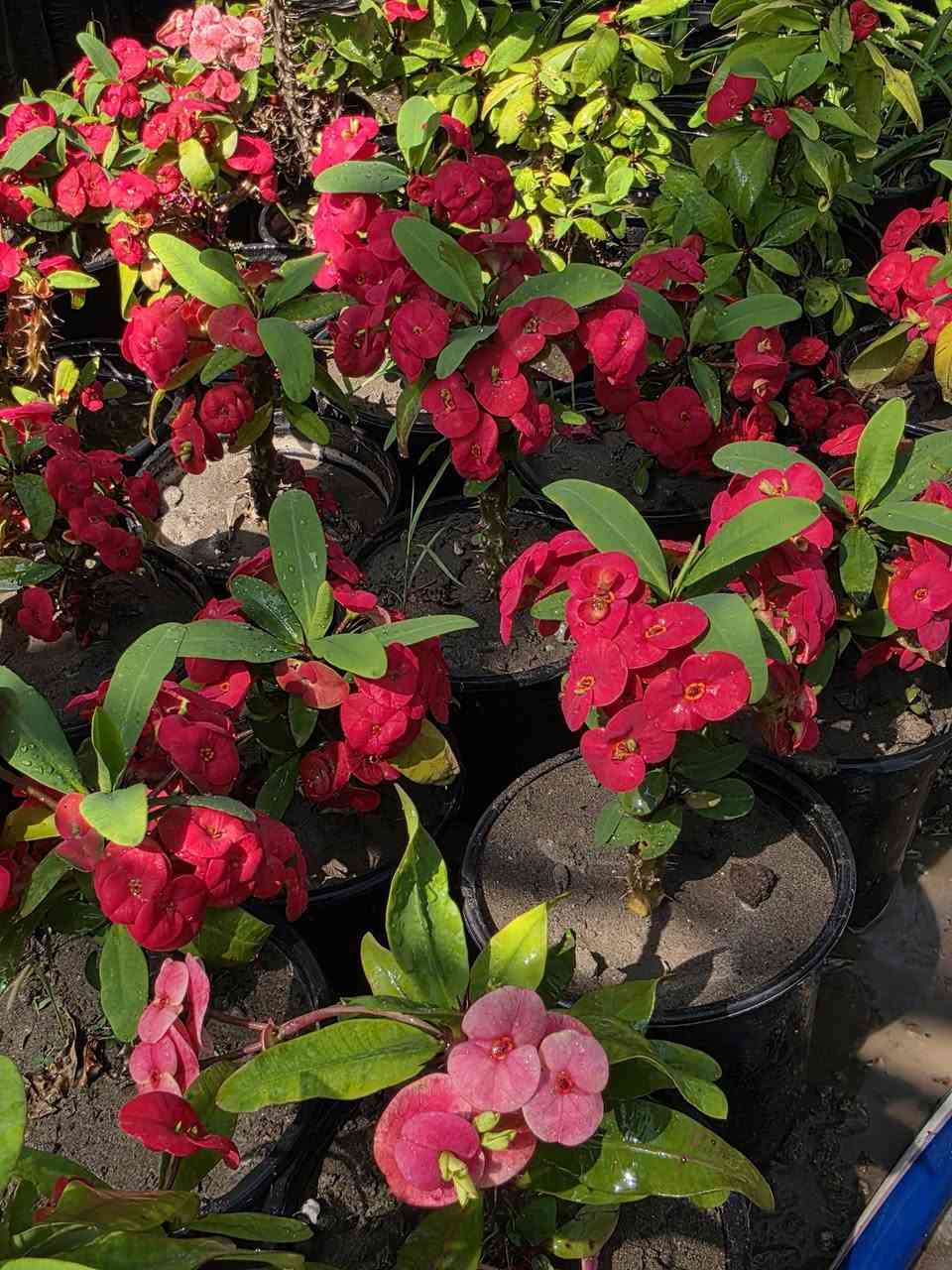 اللهم صل على محمد وال محمد 
🌸 الألوان المميزة والغريبة… يمنا!
إذا تحب التميز بحديقتك ، وفرنا لكم شتلات بألوان نادرة وجذابة تضيف لمسة جمال مختلفة.
نباتات مختارة بعناية، وألوان ما تشوفها بكل مكان.
🌿 تعال واختار الشتلة اللي تعجبك
لأن الجمال الحقيقي يبدأ من مشتلنا 
العنوان السدة حي البكر شارع دبي مقابل الكوريش 
للاتصال ***********_***********
