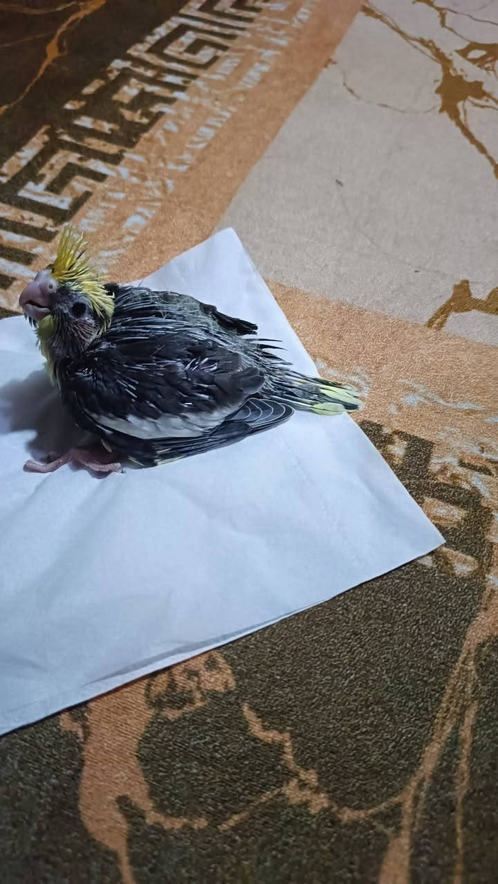 فرخ كوكتيل زق بصحه جيدة


**إذا كنت صاحب هذا الإعلان وتريد حذفه لأي سبب، رجاءا أرسل رسالة إلى الدعم الفني**