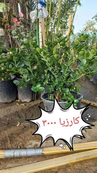 نباتات داخلية • نباتات خارجية • توصيل مجاني كربلاء